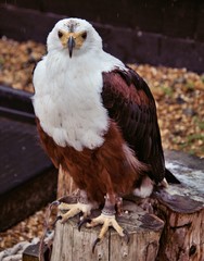 An African Sea Eagle 