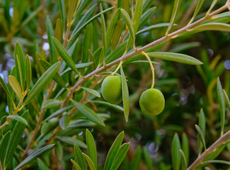 Green olives on an olive tree branch