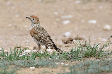 The white-winged lark, or the white-winged steppe lark (Alauda leucoptera), is a species of passerine birds that stands in the steppe on a spring day.