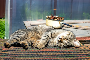 Obraz premium Grey cat sleeping on the street in the summer sunny day.