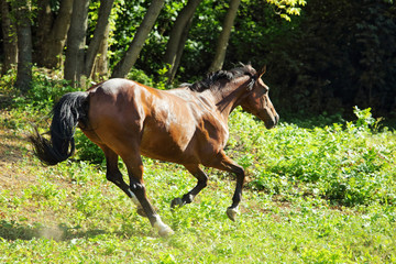 Andalusian horse galloping near the stable at the rest