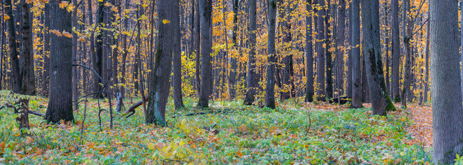 Panoramic forest autumn landscape with colorful leaves and trees
