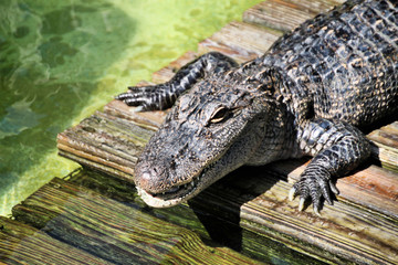 A view of an Alligator