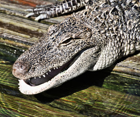 A view of an Alligator