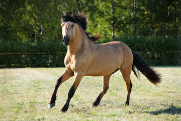 Obraz na płótnie Canvas Paso fino horse stallion galloping free in summer evening ranch