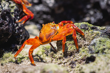 Crab from Galapagos