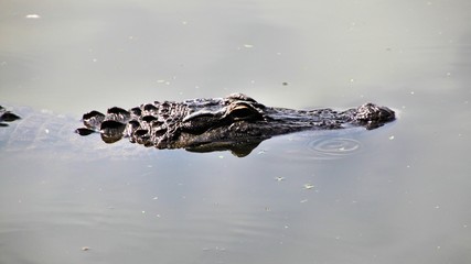 A view of an Alligator