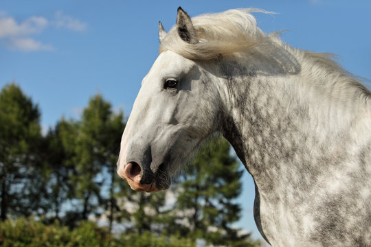Portrait of dapple gray draft Persheron horse.
