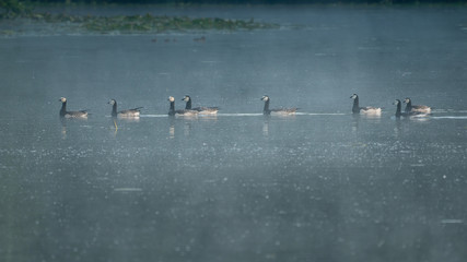 Group of barnacle geese on the lake in morning light. © Steppeland