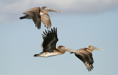 Three Brown Pelicans in flight near Mobile, Alabama.