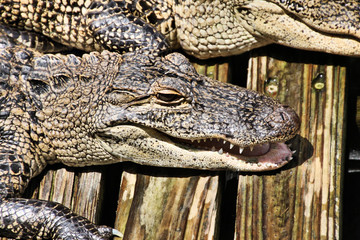 Fototapeta premium A view of an Alligator