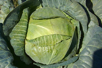 Head of white cabbage in the garden.