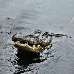 A view of an Alligator