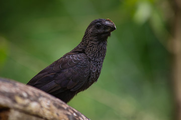 Groove-billed ani
