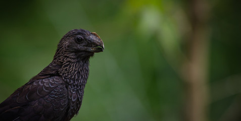 Groove-billed ani
