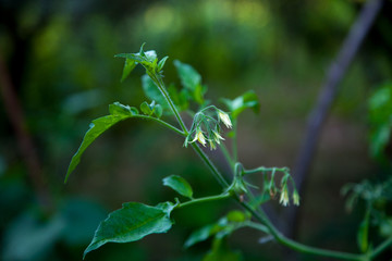 fiori,pomodoro,ortaggi, verde