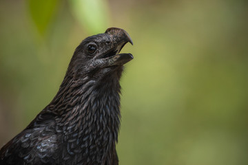 Groove-billed ani
