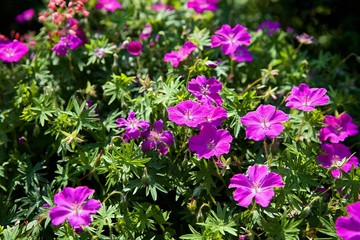 Piękne różowe kwiatki kwitnące w ogrodzie botanicznym latem © Andrzej - RajPlanet