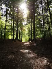 Fototapete Schlafzimmer path in the forest  © Shiney