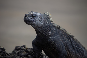 Marine Iguana