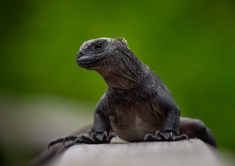 Marine Iguana
