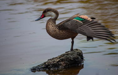 Duck with open wing
