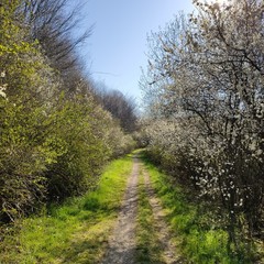 Way from cherry blossom