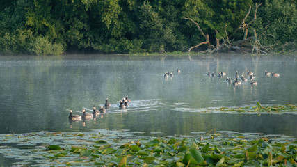 Barnacle geese on the Dune Lake in morning light. Waterscape.
