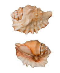 Beautiful decorative shell of natural origin on a white background isolated view from both sides...