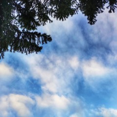 Sky with tree