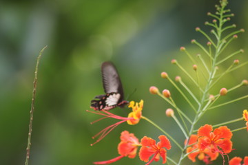 butterfly on a flower