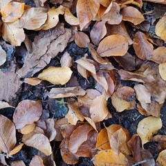 leaves on mud, autem