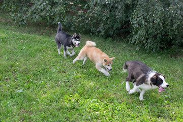 Three young puppies are running on a green grass in the summer park. Pet animals.