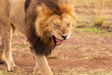Masai Mara, Löwe an der Mara in Kenia. 