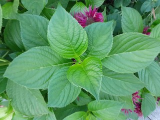 red and green leaves