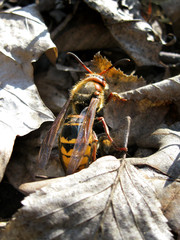 European hornet (lat. Vespa crabro) in its natural environment among dry fallen leaves