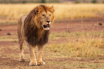 Löwe in der  Masai Mara in Kenia, Afrika (panthera, leo).