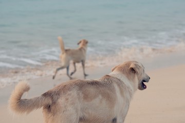 Dogs playing on the sea shore.