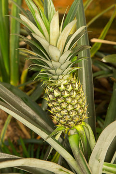 A pineapple growing in a batonical garden near Mobile, Alabama.