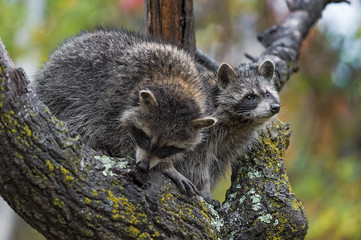 Raccoons (Procyon lotor) One Sniffing Other Looking Out of Tree in Rain Autumn