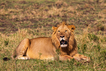 Fototapeta na wymiar Safari in der Masai Mara, Löwe an der Mara in Kenia. 