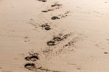 hoof prints in the sand