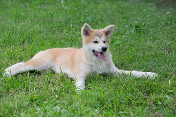 Cute akita inu puppy is lying on a green grass in the summer park. Four month old. Pet animals.