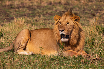 Plakat Löwe in der Masai Mara in Kenia, Afrika (panthera, leo).