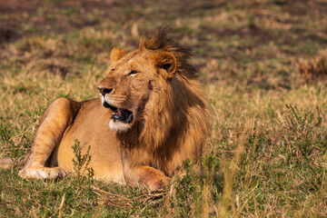 Fototapeta na wymiar Masai Mara in Kenia, Afrika (panthera, leo).