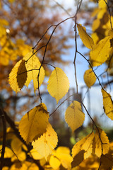 Branches of autumn elm-tree with bright yellow leaves