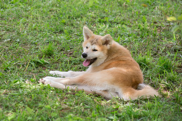Naklejka na ściany i meble Akita inu puppy is lying on a green grass in the summer park. Japanese akita or great japanese dog. Four month old.
