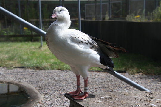 A view of an Andean Goose