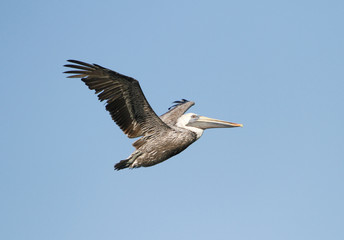 Brown Pelican in flight near Mobile, Alabama.