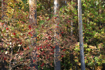 Fototapeta premium Rowan tree with ripe berries on an autumn sunny day.